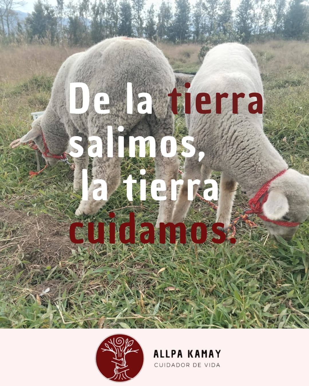Cuidado de la Tierra