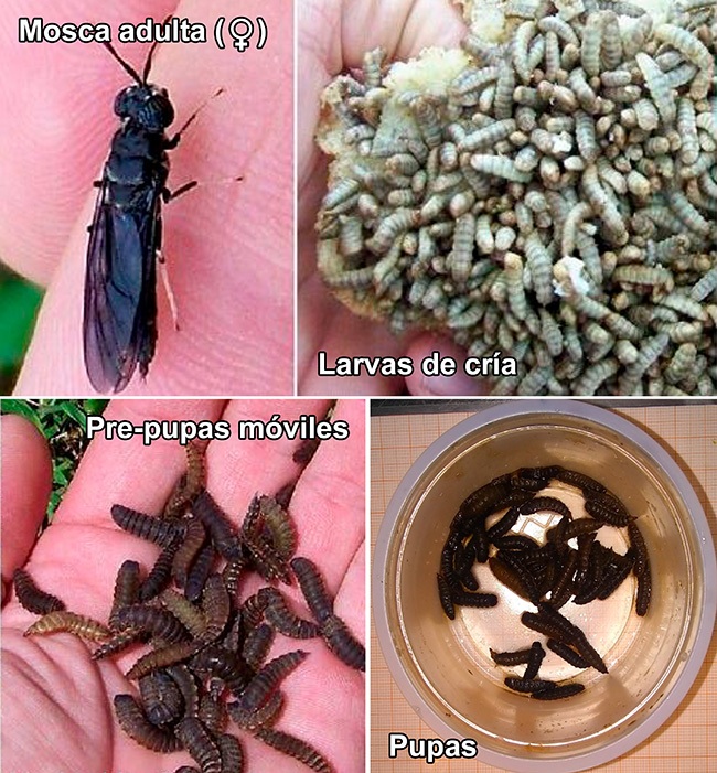 Proteína Económica